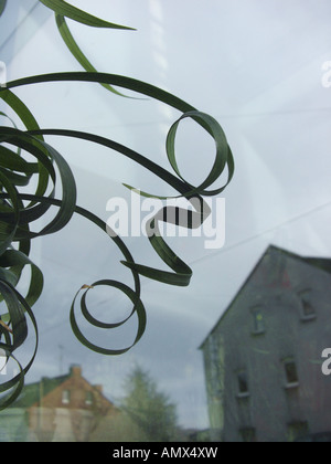 Lys Blanc Turf (Ophiopogon 'Curly Lady', Ophiopogon Curly Lady), feuilles Banque D'Images