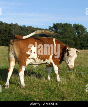 La vache au pâturage Banque D'Images