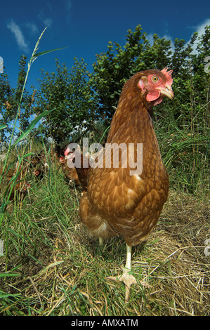 L'alimentation des poules en libre parcours dans les bois Banque D'Images