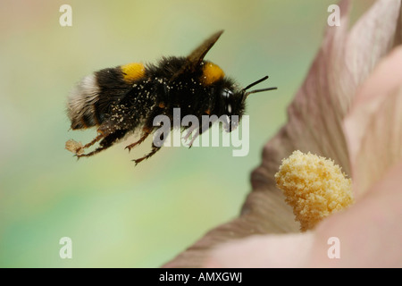 Close-up de Buff-tailed bourdon (Bombus terrestris) planant au-dessus de fleur Banque D'Images