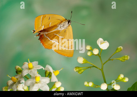 Close-up of Brown Hairstreak (Thecla betulae) planant au-dessus de papillon fleur Banque D'Images