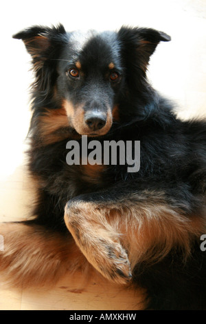 Close-up of dog lying on floor Banque D'Images