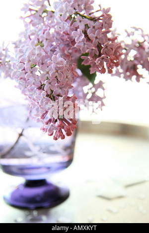 Close-up of flowers in vase Banque D'Images