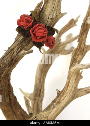 Close-up de trois roses dans plante morte Banque D'Images