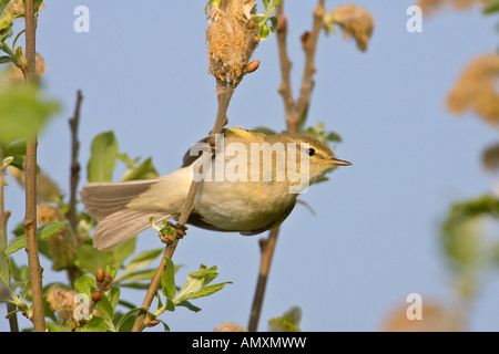 Close-up of Willow Warbler (Phylloscopus trochilus) bird perching on branch Banque D'Images