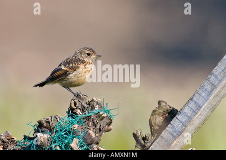 Close-up of African Stonechat (Saxicola torquatus) bird perching on branch Banque D'Images