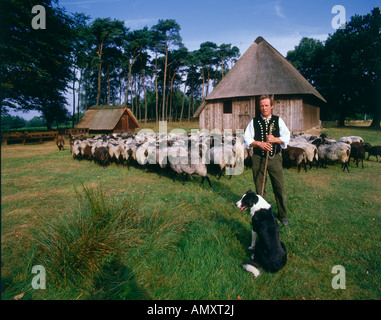 Berger avec le chien et les moutons dans le champ Lueneburg Heath Lueneburg Allemagne Banque D'Images