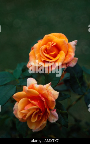 Rosa Princesse Royale, Rosaceae, jardin à l'ouest de Londres, Royaume-Uni Banque D'Images