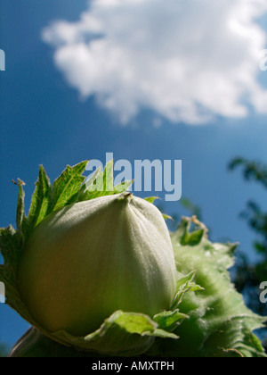 Noisette Banque D'Images