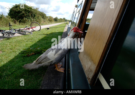 Un canard s'introduit par la fenêtre d'un grand classique sur la baignoire du canal extensible Devizes Banque D'Images