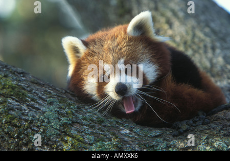 Le panda rouge aussi appelé le Firefox ou Panda moindre sur un arbre au zoo de Riga. Riga, Lettonie. 06.2005 Banque D'Images