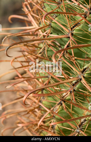 Fishhook Barrel Cactus Ferocactus wislizeni close up d'épines Tucson Arizona Banque D'Images