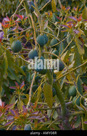 Poires avocat growing on tree, Andalousie, Espagne Banque D'Images