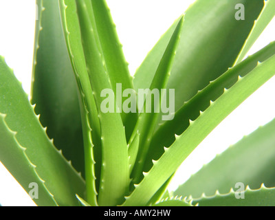 Close-up of Aloe Vera Banque D'Images
