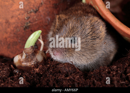 Campagnol à queue courte Microtus agrestis dans de vieux pots de fleurs en argile Bedfordshire Potton Banque D'Images