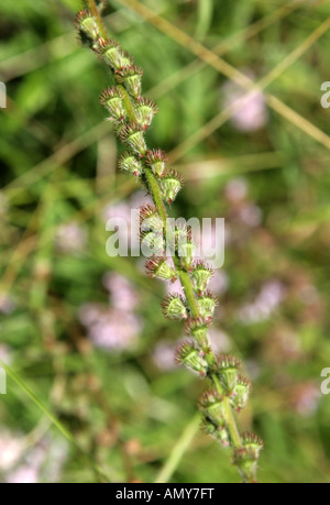 Agrimonie, Agrimonia eupatoria, Rosaceae. Têtes de couture Banque D'Images