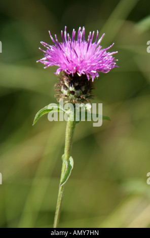 La centaurée noire Centaurea nigra, Asteraceae, Banque D'Images