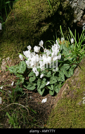 Hardy Cyclamen ou Ivy-Leaved, Cyclamen hederifolium Cyclamen alba (forme blanche) Myrsinaceae Banque D'Images