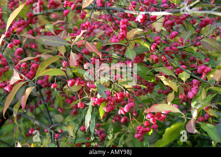 Fruit de l'arbre de fusée, Euonymus europaeus, Celastraceae Banque D'Images