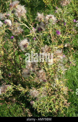 Têtes de graines de chardon, Cirsium vulgare, Compositae Banque D'Images