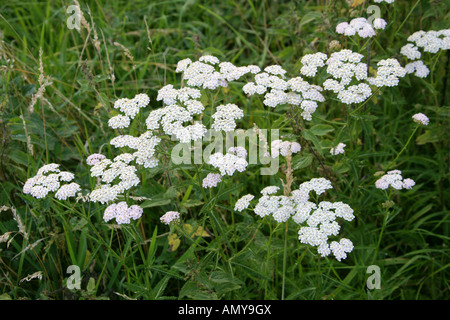 Achillée millefeuille, Achillea millefolium, Asteraceae Banque D'Images