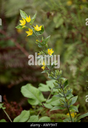Yellow Loosestrife Lysimachia vulgaris Myrsinaceae Banque D'Images
