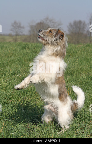 La moitié des chiens de race (Jack Russell - Shih Tzu) jumping on meadow Banque D'Images