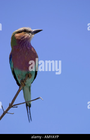 Lilac breasted roller coracias caudata est perché sur une branche dans la bande de Caprivi en Namibie Banque D'Images