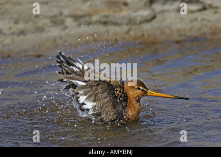 Limosa limosa Uferschnepfe,,, noir, queue, barge marbrée, barges, Limosa, Anatidés Banque D'Images