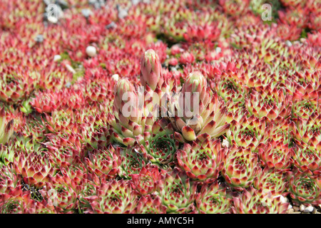 Sempervivum calcareum Crassulaceae Alpes Banque D'Images