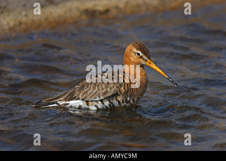 Limosa limosa Uferschnepfe,,, noir, queue, barge marbrée, barges, Limosa, Anatidés Banque D'Images