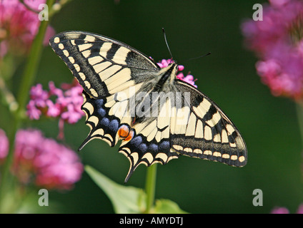 Swallow tail sur blossom / Papilio machaon Banque D'Images