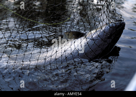 Le roi Salmon dans Net Deshka River SC Alaska Summer Banque D'Images