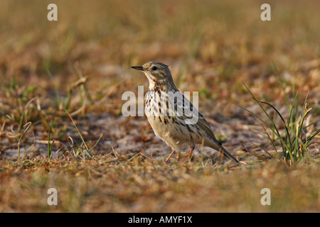 Wiesenpieper, Anthus pratensis, Pieper, singvogel, Songbird Banque D'Images