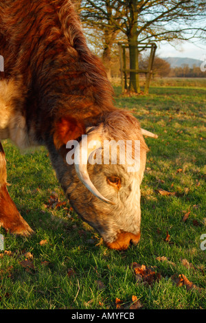 Longhorn vache paissant sur des terres agricoles pré anglais England UK Royaume-Uni GB Grande-bretagne British Isles agriculteur agriculture animaux Banque D'Images