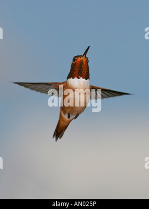 Allen's hummingbird avec ailes déployées et belle hausse-col Banque D'Images