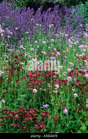 Pensthorpe, Astrantia 'Claret', Scaboisa alpina, Nepeta 'faible'' Marchettes Pensthorpe jardin du millénaire, Norfolk, England, UK Banque D'Images