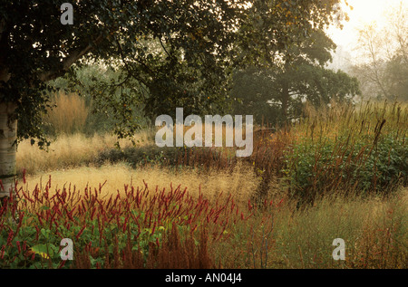 Pensthorpe jardin du millénaire Automne Norfolk graminées brume atmosphérique Octobre Persicaria Banque D'Images