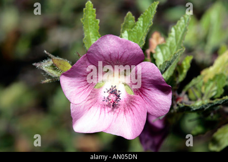 Mallow africaine/mauve du Cap/Faux Nain mauve// Hibiscus mauve/Sandrose poilue - Anisodontea scabrosa-famille des Malvacées Banque D'Images