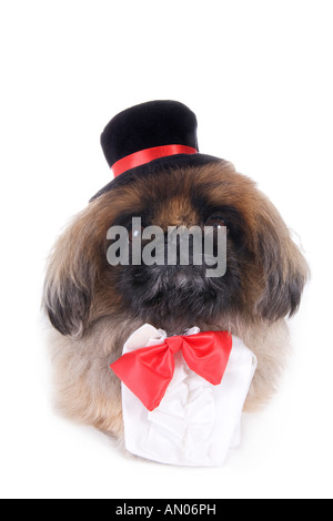 Mignon petit canard brun haute classe vêtus de rouge et noir noeud papillon top hat isolated on white Banque D'Images