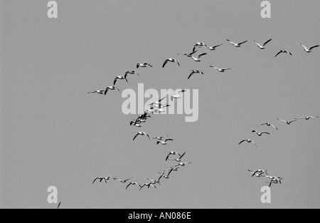 Des neiges Bombay Hook National Wildlife Refuge Delaware USA Banque D'Images