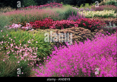 Jardin du Millénaire Pensthorpe Norfolk Lythrum Echinacea Sedum prairie dérive designer Piet Oudolf Août plantation Banque D'Images