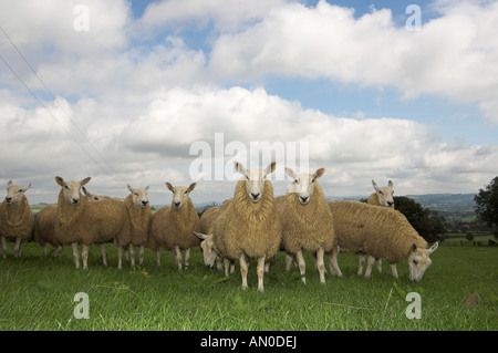 Mules gallois de Welsh Mountain brebis engendré par Blue face Leicester ram Banque D'Images