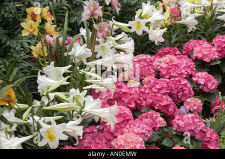 Rhododendron Rhododendron catawbiense famille des Éricacées Ericaceae et Lis de Pâques Zephyranthes atamasco Amaryllidace La famille de l'Amaryllis Banque D'Images