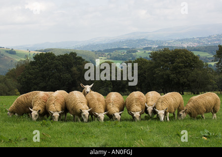 Mules gallois de Welsh Mountain brebis engendré par Blue face Leicester ram Banque D'Images