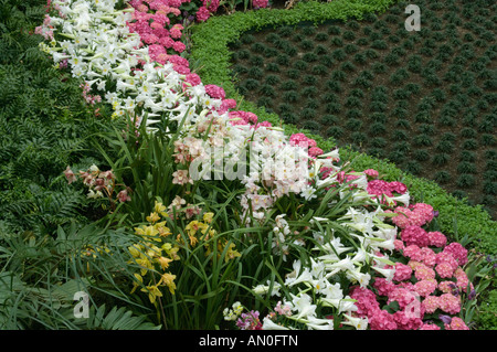 Rhododendron Rhododendron catawbiense famille des Éricacées Ericaceae et Lis de Pâques Zephyranthes atamasco Amaryllidace La famille de l'Amaryllis Banque D'Images