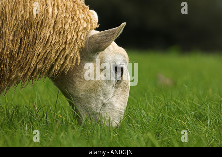 L'herbe de pâturage agneau gallois Mule Banque D'Images