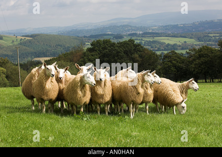 Mules gallois de Welsh Mountain brebis engendré par Blue face Leicester ram Banque D'Images