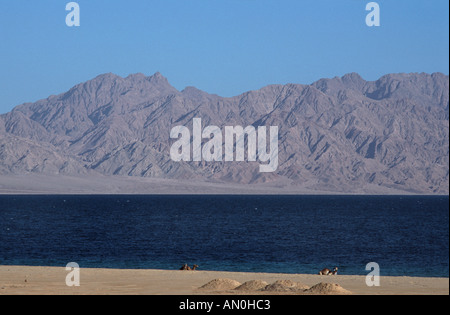 Côte de la Mer Rouge à Nuweiba Sinaï Égypte Montagnes d'Oman à travers les détroits chameaux assis sur la rive à l'avant-plan Banque D'Images