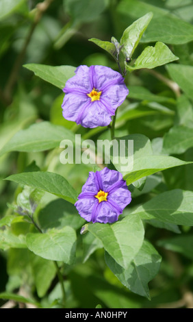 Le Paraguay Nightshade aka Blue Potato Bush, Solanum rantonnetii Solanaceae, Banque D'Images